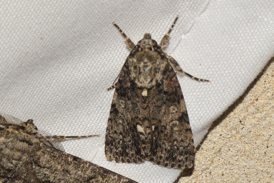 Acronicta rumicis - sóska-szigonyosbagoly