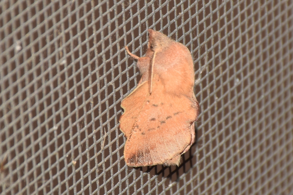 Phyllodesma tremulifolia - nyárlevélpohók