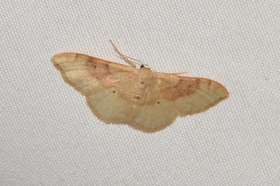 Idaea degeneraria - barnasávos araszoló