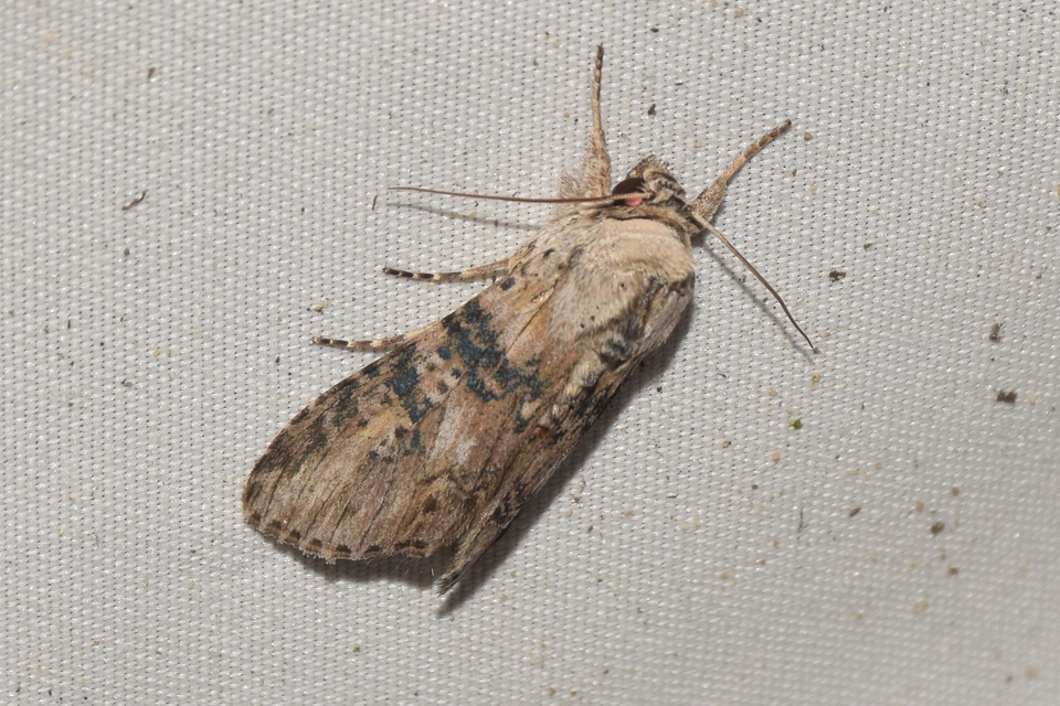 Cucullia absinthii - fehérüröm-csuklyásbagoly