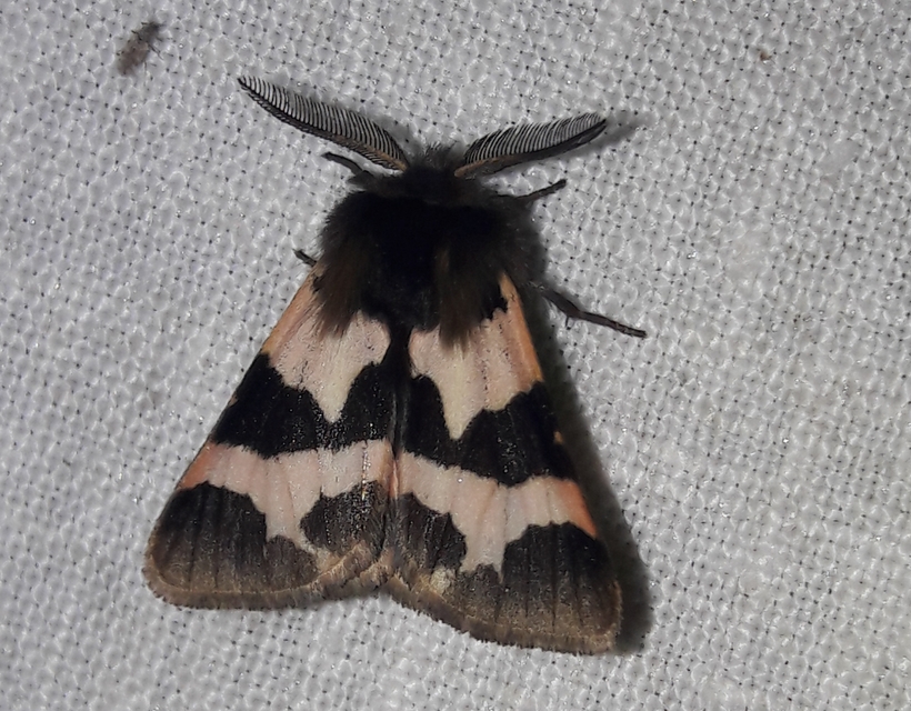 Watsonarctia deserta - tarka medvelepke