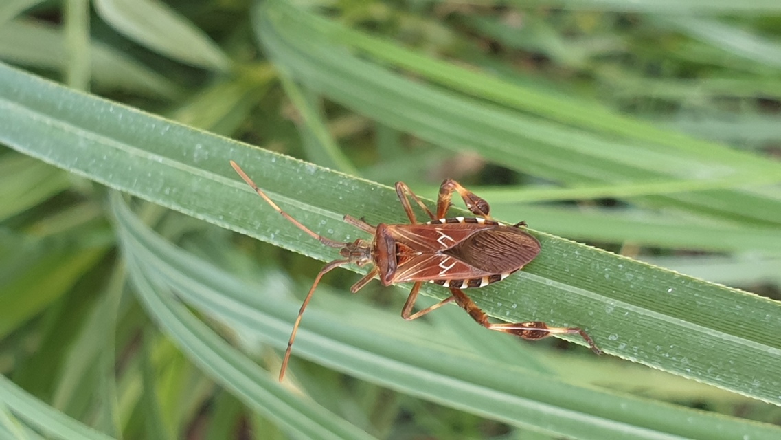Leptoglossus occidentalis - nyugati levéllábú poloska