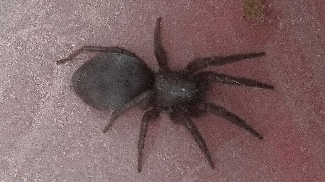 Scotophaeus