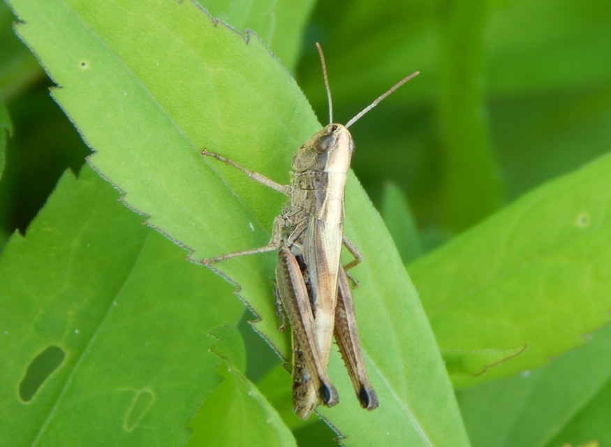 Pseudochorthippus parallelus - közönséges rétisáska
