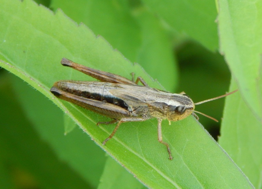 Pseudochorthippus parallelus - közönséges rétisáska