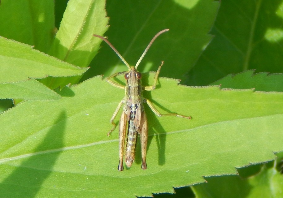Pseudochorthippus parallelus - közönséges rétisáska