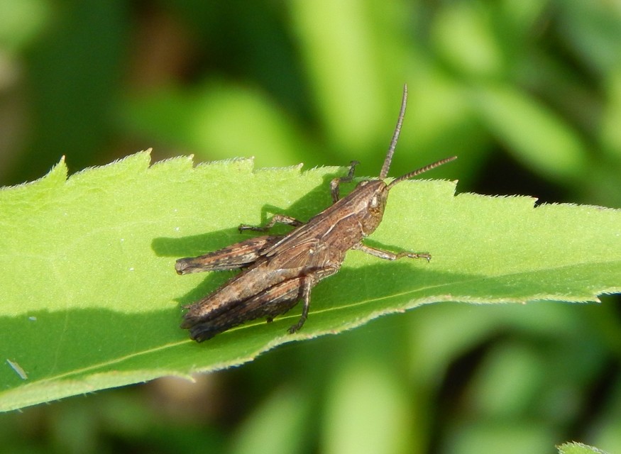 Chorthippus (Chorthippus) (subgenus)