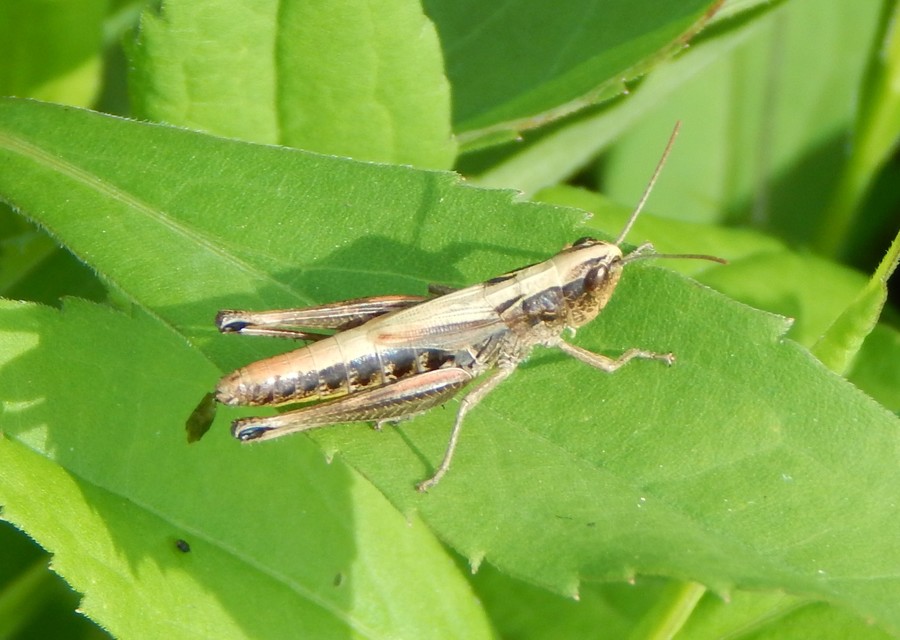Pseudochorthippus parallelus - közönséges rétisáska