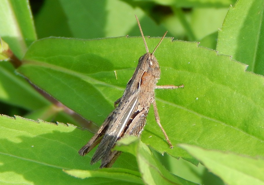 Chorthippus dorsatus - hátas rétisáska