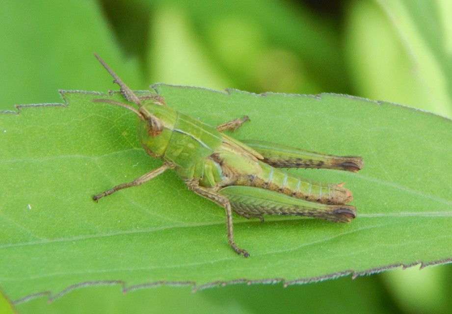 Chorthippus (Chorthippus) (subgenus)