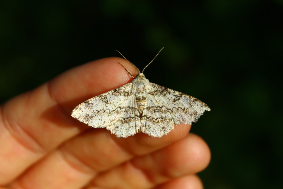 Ascotis selenaria - holdas faaraszoló