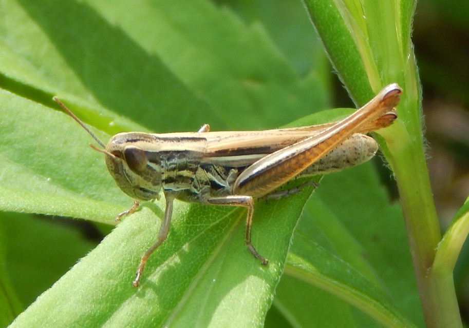 Euchorthippus declivus - rövidszárnyú rétisáska