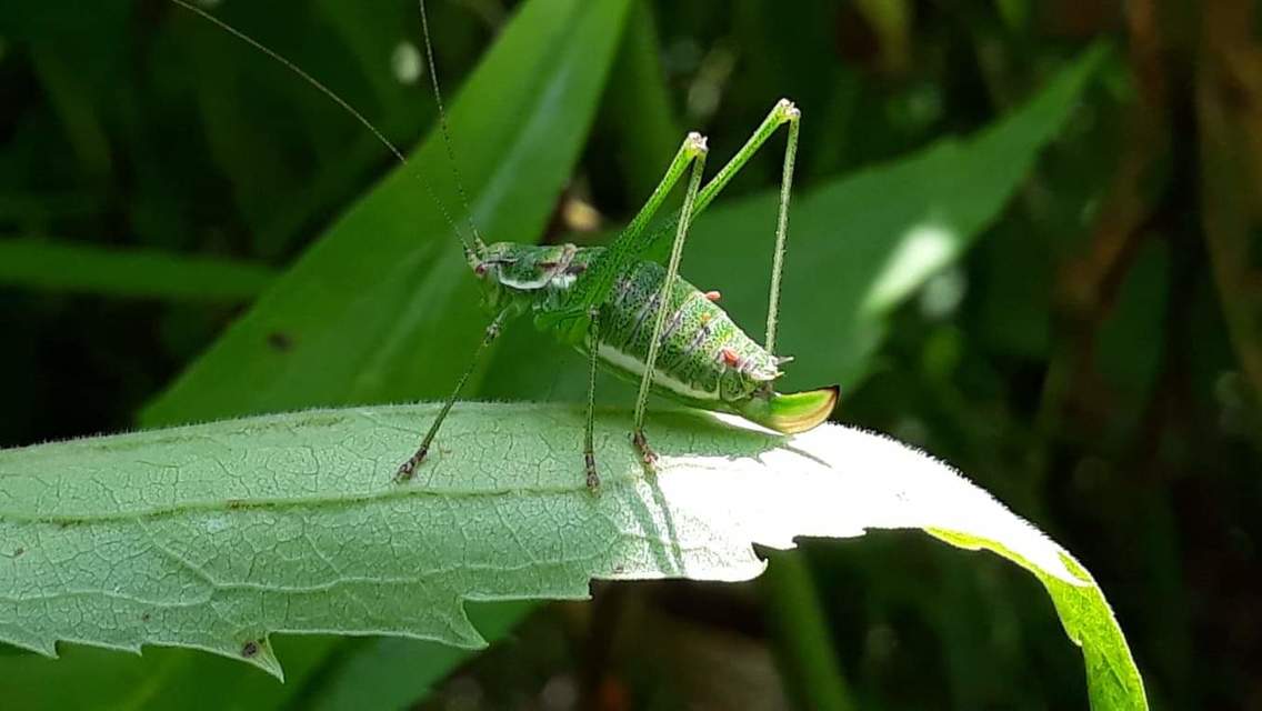 Leptophyes albovittata - közönséges virágszöcske
