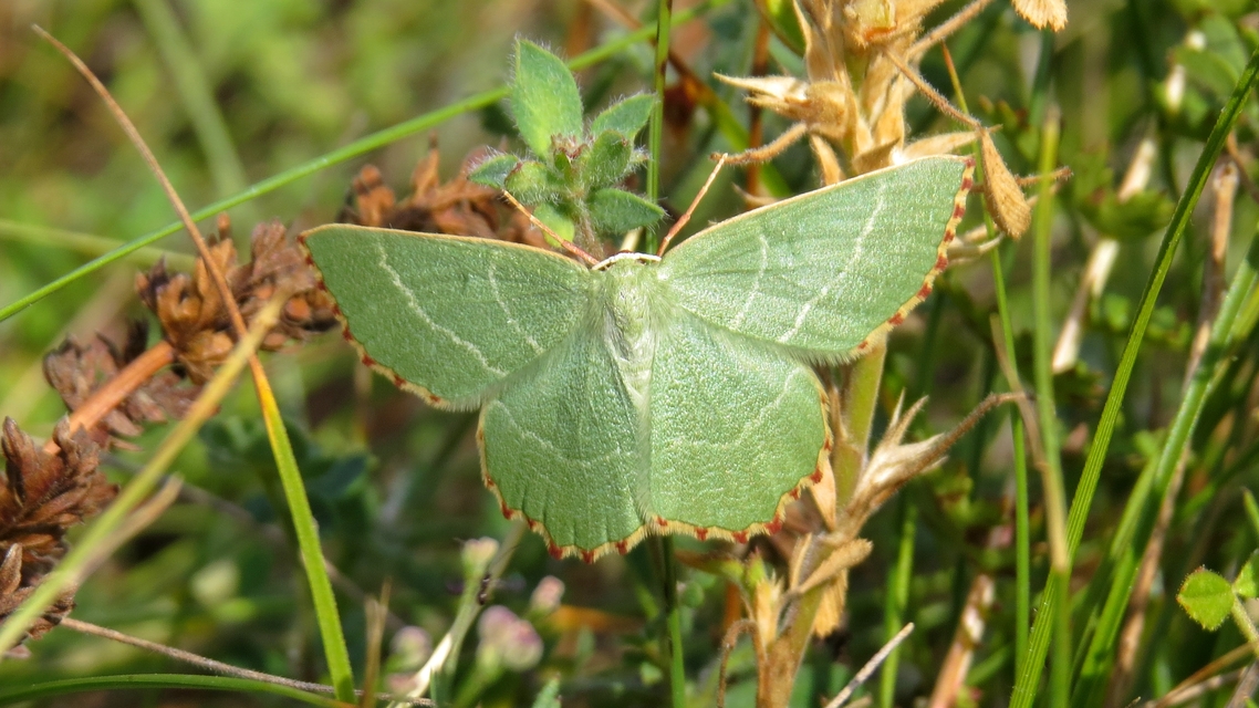 Thalera fimbrialis - csipkésszélű zöldaraszoló