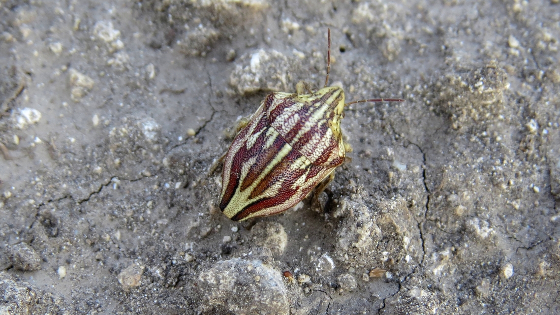 Odontotarsus purpureolineatus - tarka pajzsospoloska