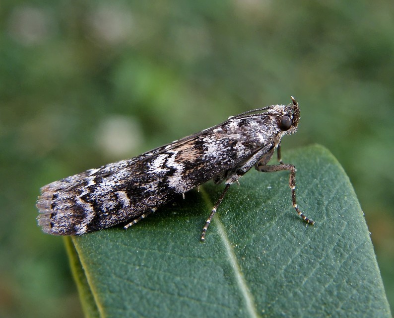Dioryctria abietella - fenyőrágó karcsúmoly