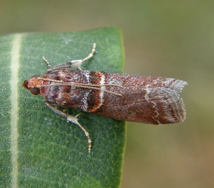 Acrobasis advenella - gerleszínű karcsúmoly