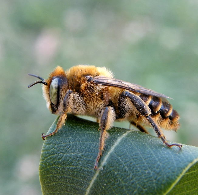 Hymenoptera - Hártyásszárnyúak