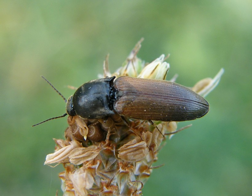 Agriotes ustulatus - mezei pattanó