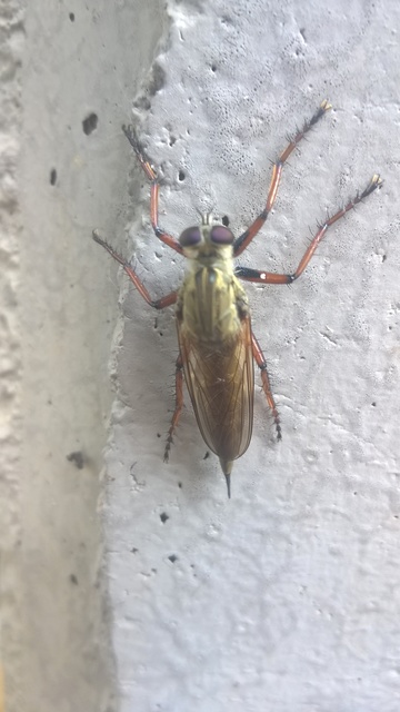 Asilinae