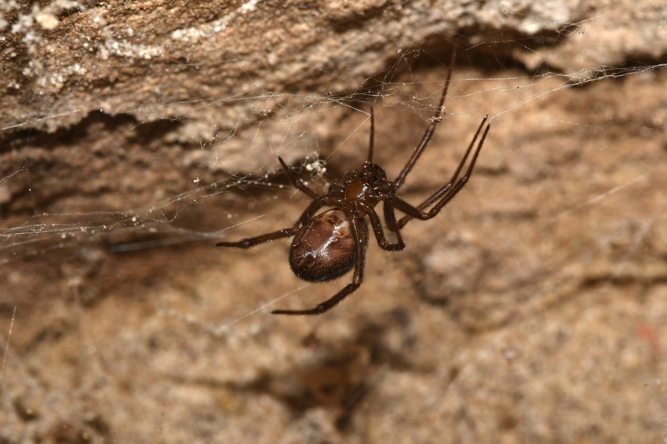 Steatoda grossa - nagy faggyúpók