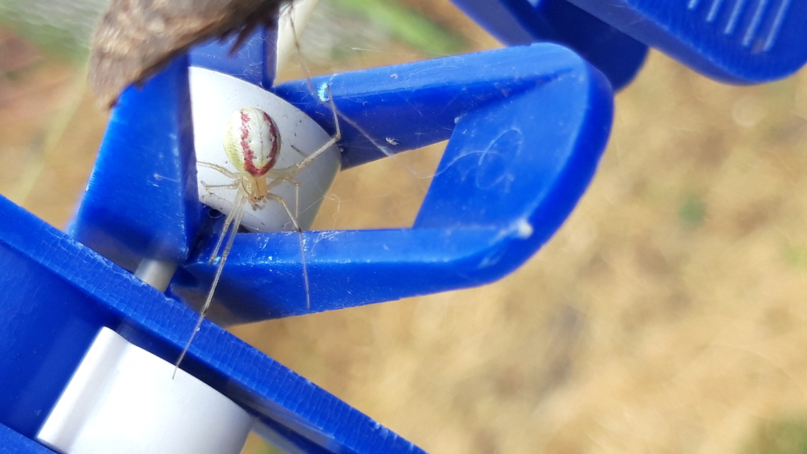 Enoplognatha ovata/latimana