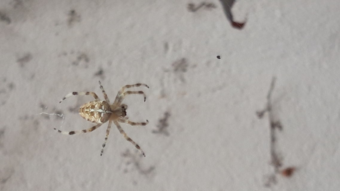 Araneus diadematus - koronás keresztespók