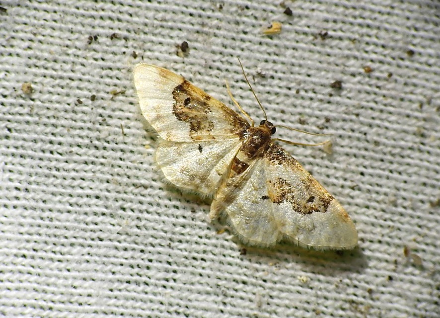 Idaea rusticata - tarka apróaraszoló