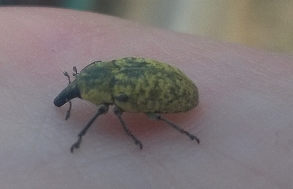 Larinus turbinatus - kúposorrú púderbarkó
