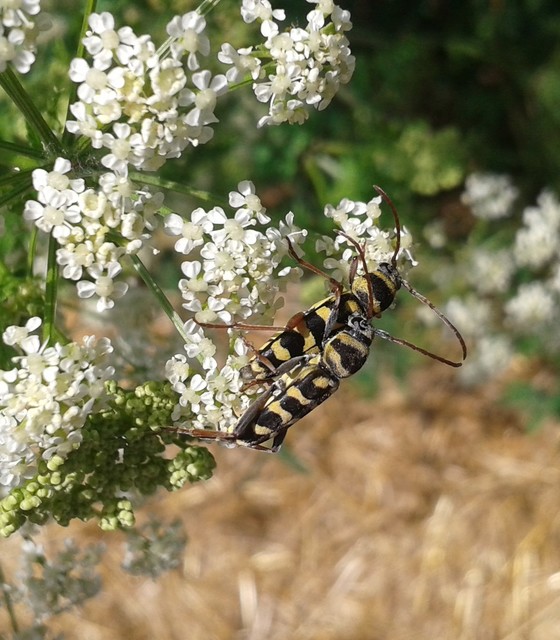 Echinocerus floralis - lucerna-darázscincér