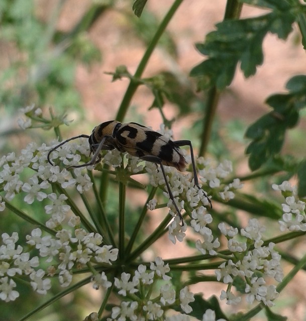 Chlorophorus varius - díszes darázscincér