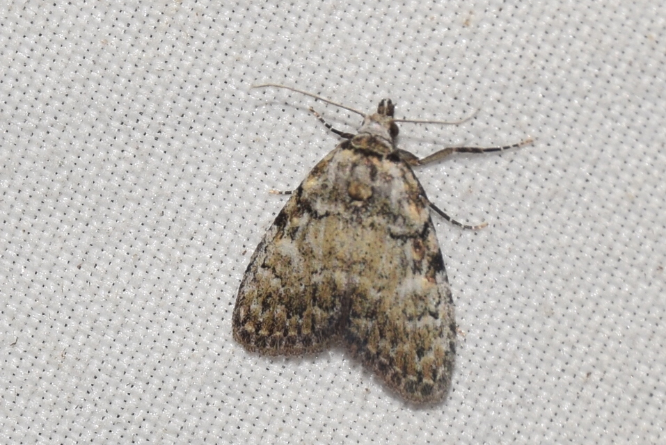Meganola strigula - hamvas pamacsosszövő