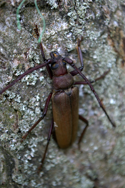 Aegosoma scabricorne - diófacincér
