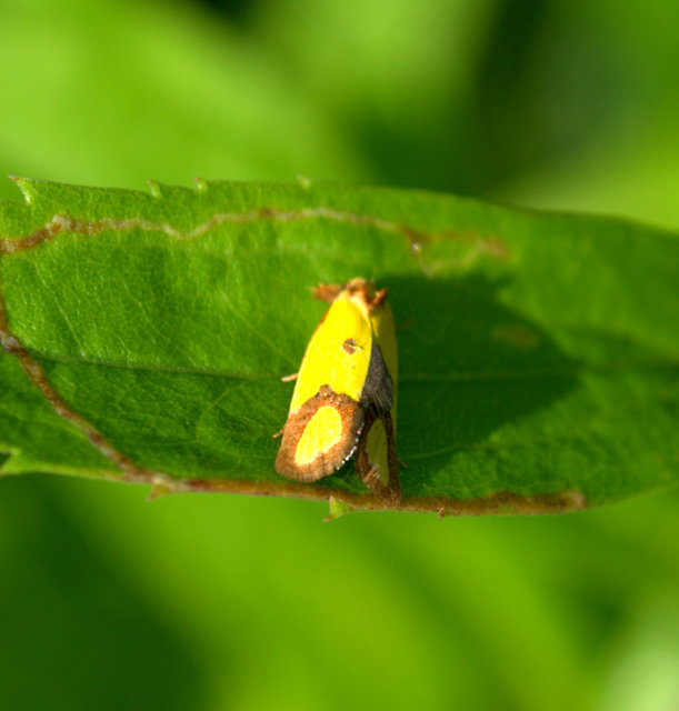 Agapeta zoegana - barnacsíkos sárgamoly