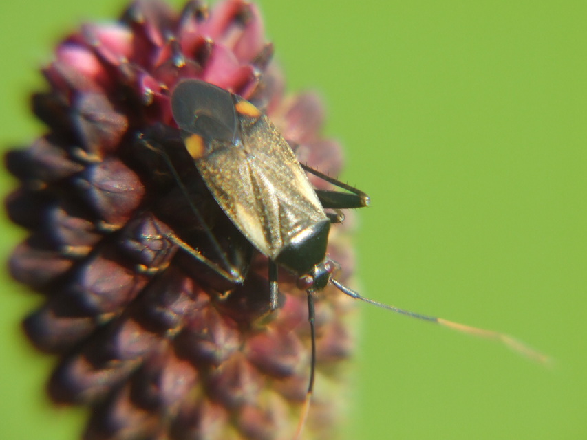Adelphocoris seticornis - szegélyes mezeipoloska