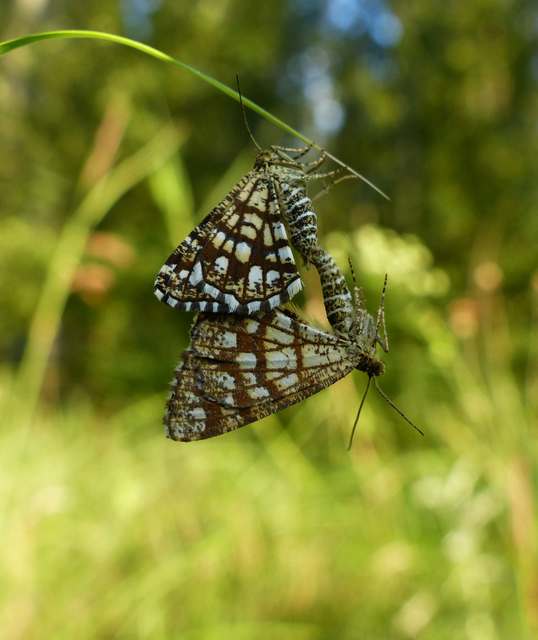 Chiasmia clathrata - rácsos rétiaraszoló