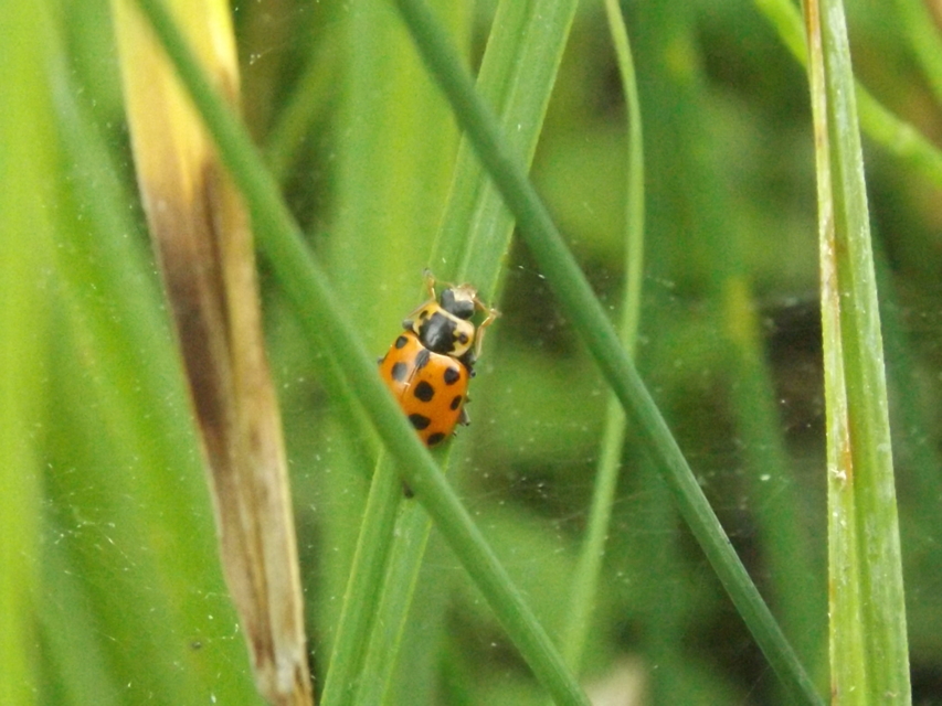 Hippodamia tredecimpunctata - mocsári katica