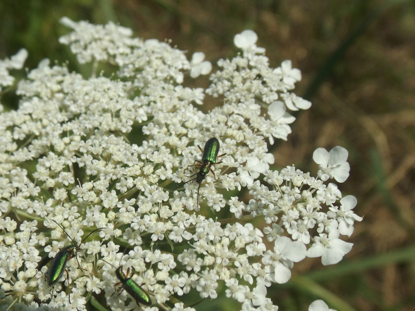 Chrysanthia geniculata - feketecsápú álcincér