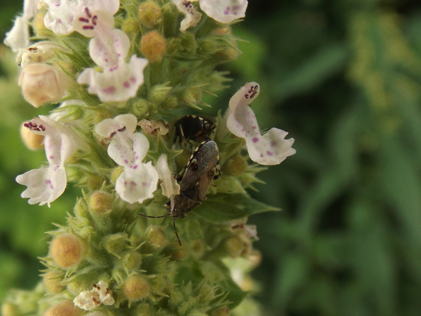 Heterogaster cathariae