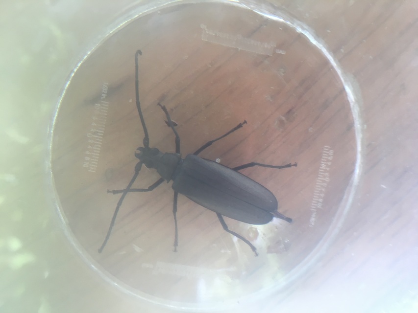 Aegosoma scabricorne - diófacincér