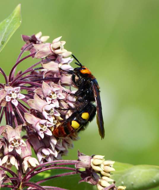 Megascolia maculata - óriás-tőrösdarázs