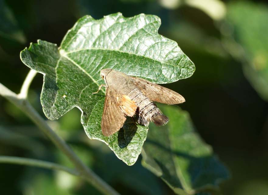 Macroglossum stellatarum - kacsafarkú szender