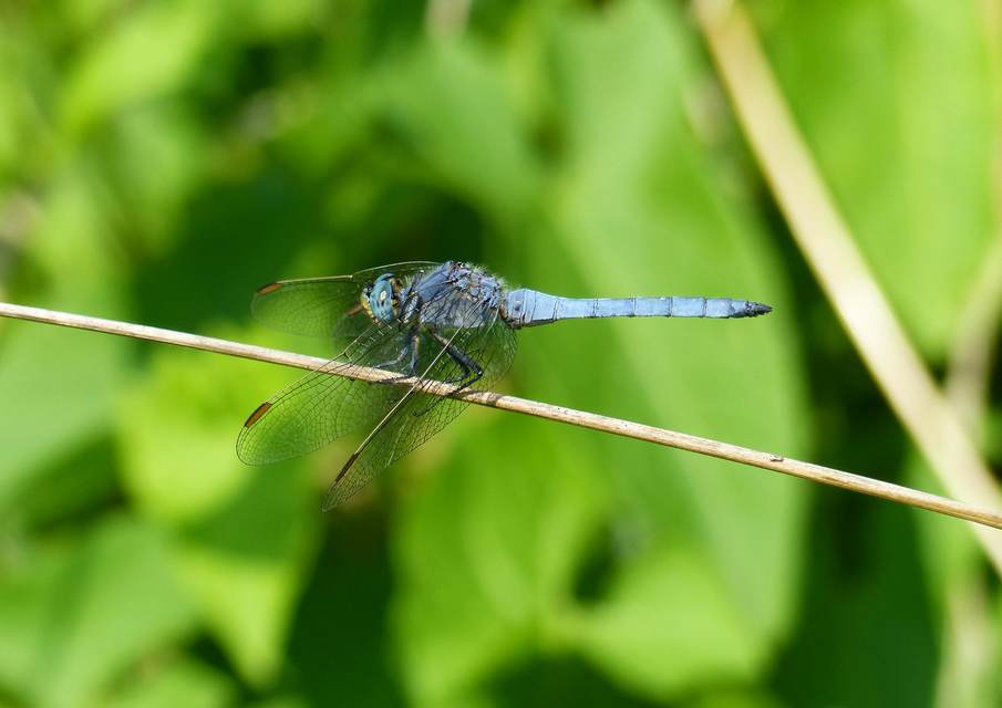 Orthetrum coerulescens - karcsú pásztorszitakötő