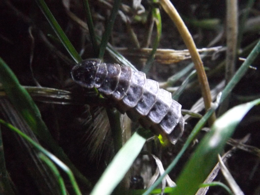 Lampyris noctiluca - nagy szentjánosbogár