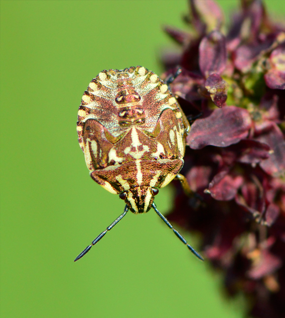 Carpocoris fuscispinus - tüskés gyümölcspoloska Carpocoris fuscispinus - tüskés gyümölcspoloska