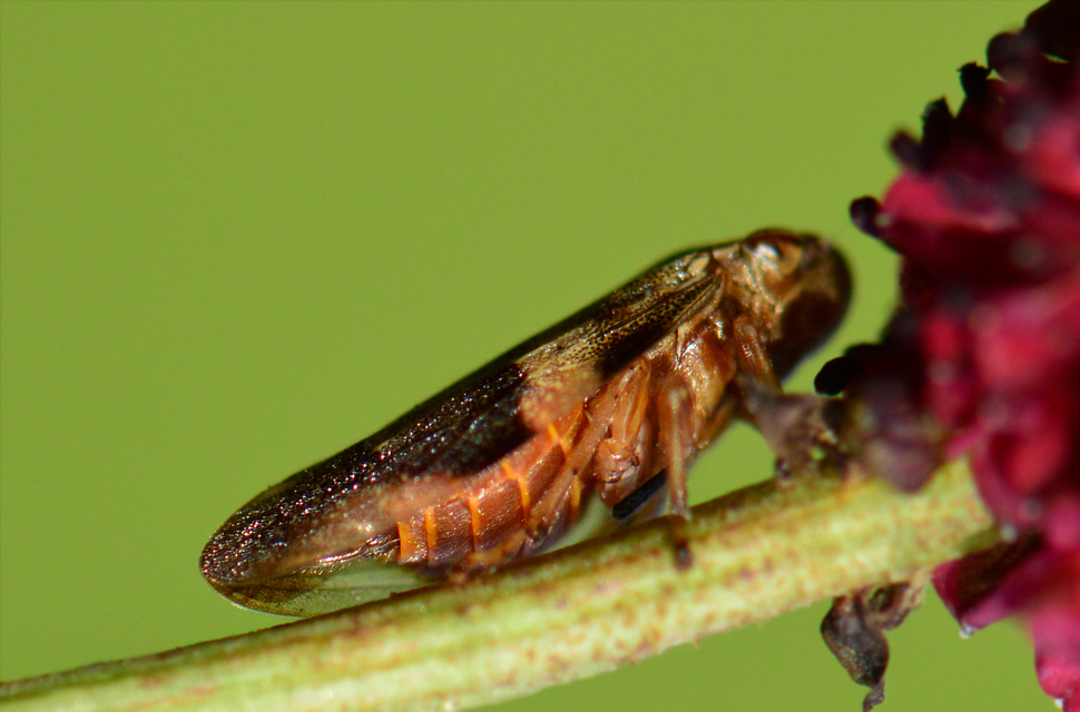 Aphrophora alni