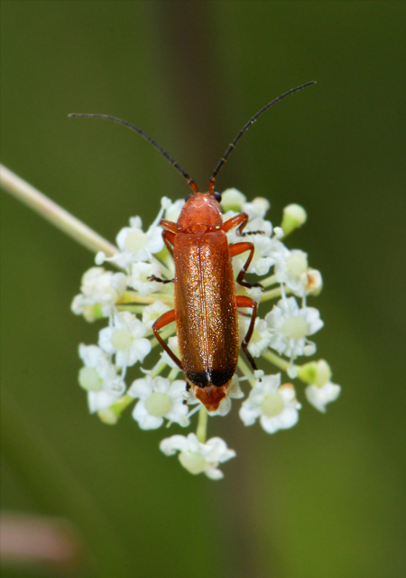 Rhagonycha fulva - feketevégű lágybogár