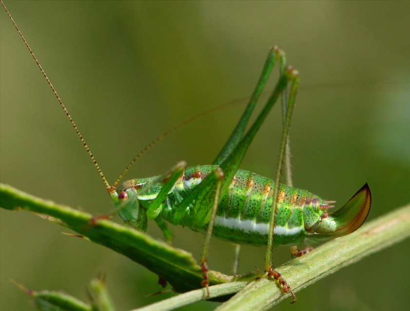 Leptophyes albovittata - közönséges virágszöcske