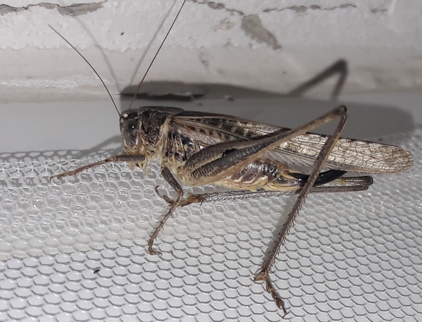 Platycleis affinis - púposhasú rétiszöcske