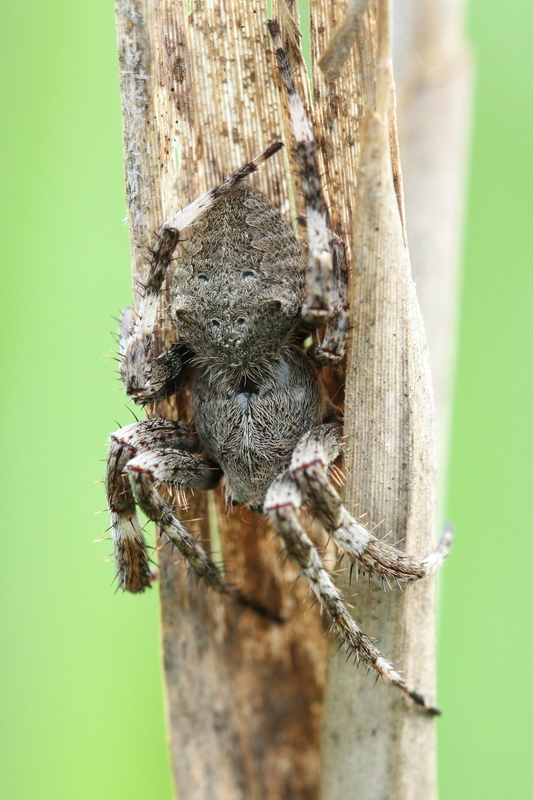 Araneus angulatus - vállas keresztespók